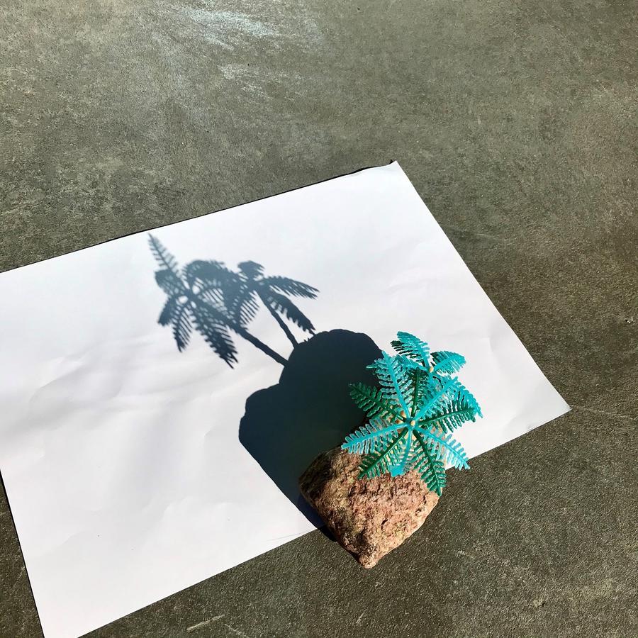 Skygge af palme på sten